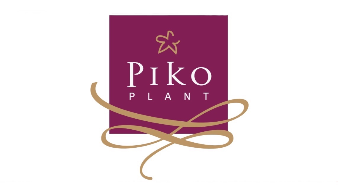 Piko plant